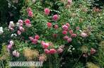 Hyde Hall rose photo