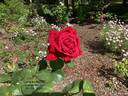 Argosy rose photo
