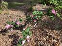 Queen of the Bourbons rose photo