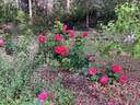 Titian rose photo