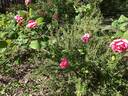 Rose Marie, Cl. rose photo