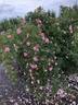 AKA 163-18 canina rose photo