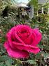 Spiral Pink rose photo