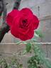 Mona Lisa rose photo