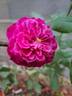 Mona Lisa rose photo