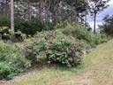Russelliana rose photo