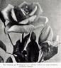 Duchess of Wellington rose photo
