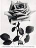 Francis Scott Key rose photo