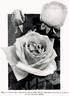 Frau Karl Druschki rose photo