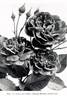Gruss an Teplitz rose photo