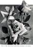 Mrs. Aaron Ward rose photo