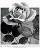 Radiance rose photo