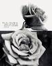 Rose Marie rose photo