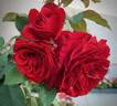Lady In Red rose photo