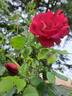 Guy Savoy rose photo