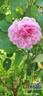 Ricordo di Giosue Carducci rose photo