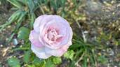 Nicole Carol Miller ™ rose photo