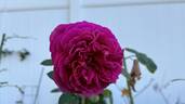Lady of Megginch rose photo