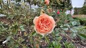 Double Ambre rose photo