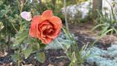 Pumpkin Patch rose photo