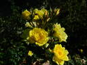1-72-1 rose photo