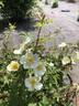 AKA 1-20 rose photo