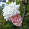 Dresden Doll rose photo