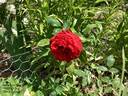 Geranium Red rose photo
