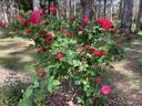 Titian rose photo