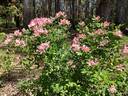 Carabella rose photo