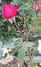 Lubra rose photo