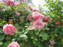 Alida Lovett rose photo