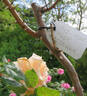 Mrs. Hugh Dettmann rose photo