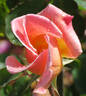Irish Elegance rose photo