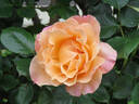 Desert Glow rose photo