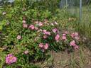 Pax Apollo rose photo