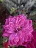 Sophy's Rose rose photo