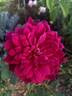 Sophy's Rose rose photo