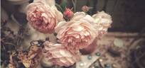 William Morris rose photo