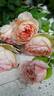 William Morris rose photo
