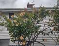 Sutter's Gold, Cl. rose photo