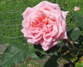 Betty rose photo