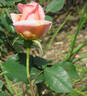 Betty rose photo