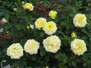 Terry's Yellow rose photo