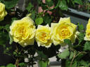 Terry's Yellow rose photo