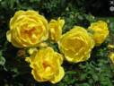 Terry's Prairie Sunshine rose photo