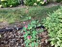 Briarcliff rose photo