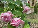 La France, Cl. rose photo