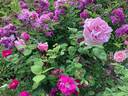 La France, Cl. rose photo