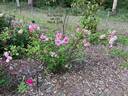 Tea Rambler rose photo